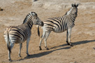 2006 - Namibia