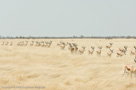 2006 - Namibia