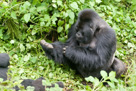 2007 - Rwanda
