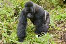 2007 - Rwanda