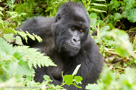 2007 - Rwanda