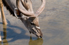 2008 - Botswana