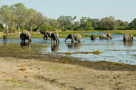 2008 - Botswana