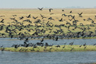 2008 - Botswana